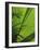 Palm Frond Detail, Siem Reap, Cambodia-Walter Bibikow-Framed Photographic Print