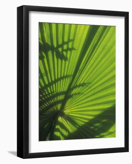 Palm Frond Detail, Siem Reap, Cambodia-Walter Bibikow-Framed Photographic Print