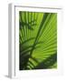 Palm Frond Detail, Siem Reap, Cambodia-Walter Bibikow-Framed Photographic Print