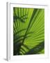 Palm Frond Detail, Siem Reap, Cambodia-Walter Bibikow-Framed Photographic Print