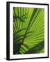 Palm Frond Detail, Siem Reap, Cambodia-Walter Bibikow-Framed Photographic Print