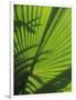 Palm Frond Detail, Siem Reap, Cambodia-Walter Bibikow-Framed Photographic Print