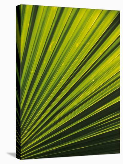 Palm Frond Detail, Siem Reap, Cambodia-Walter Bibikow-Stretched Canvas
