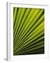 Palm Frond Detail, Siem Reap, Cambodia-Walter Bibikow-Framed Premium Photographic Print