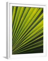 Palm Frond Detail, Siem Reap, Cambodia-Walter Bibikow-Framed Premium Photographic Print