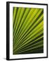 Palm Frond Detail, Siem Reap, Cambodia-Walter Bibikow-Framed Premium Photographic Print