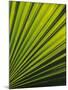 Palm Frond Detail, Siem Reap, Cambodia-Walter Bibikow-Mounted Premium Photographic Print