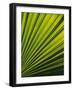 Palm Frond Detail, Siem Reap, Cambodia-Walter Bibikow-Framed Photographic Print