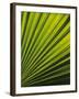 Palm Frond Detail, Siem Reap, Cambodia-Walter Bibikow-Framed Photographic Print