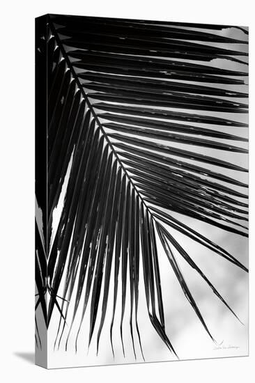 Palm Frond II-Debra Van Swearingen-Stretched Canvas