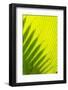 Palm Frond in Na `Aina Kai Botanical Gardens and Sculpture Park, Kauai, Hawaii-Michael DeFreitas-Framed Photographic Print