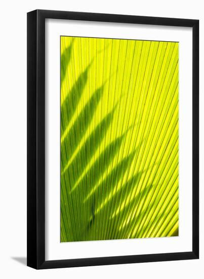 Palm Frond in Na `Aina Kai Botanical Gardens and Sculpture Park, Kauai, Hawaii-Michael DeFreitas-Framed Photographic Print