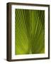 Palm Frond, Nadi, Viti Levu, Fiji, South Pacific-David Wall-Framed Photographic Print