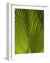 Palm Frond, Nadi, Viti Levu, Fiji, South Pacific-David Wall-Framed Photographic Print