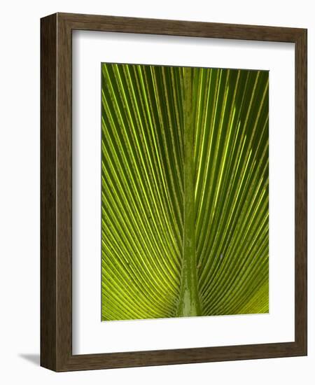 Palm Frond, Nadi, Viti Levu, Fiji, South Pacific-David Wall-Framed Photographic Print