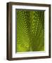 Palm Frond, Nadi, Viti Levu, Fiji, South Pacific-David Wall-Framed Photographic Print