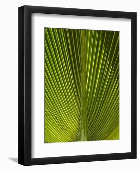 Palm Frond, Nadi, Viti Levu, Fiji, South Pacific-David Wall-Framed Photographic Print