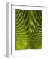 Palm Frond, Nadi, Viti Levu, Fiji, South Pacific-David Wall-Framed Photographic Print