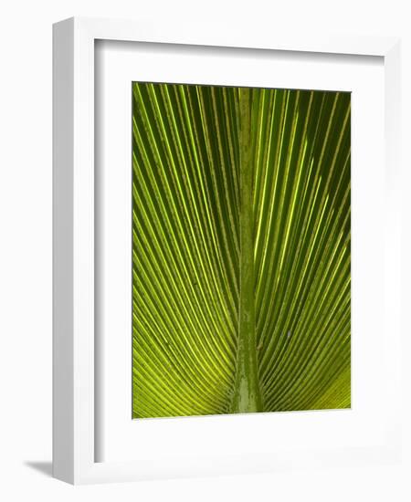 Palm Frond, Nadi, Viti Levu, Fiji, South Pacific-David Wall-Framed Photographic Print