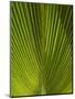 Palm Frond, Nadi, Viti Levu, Fiji, South Pacific-David Wall-Mounted Photographic Print