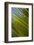 Palm Frond Natural Pattern, Bavaro, Higuey, Punta Cana, Dominican Republic-Lisa S. Engelbrecht-Framed Photographic Print