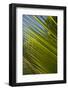 Palm Frond Natural Pattern, Bavaro, Higuey, Punta Cana, Dominican Republic-Lisa S. Engelbrecht-Framed Photographic Print