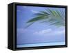 Palm Frond Over Tropical Water-Michele Westmorland-Framed Stretched Canvas