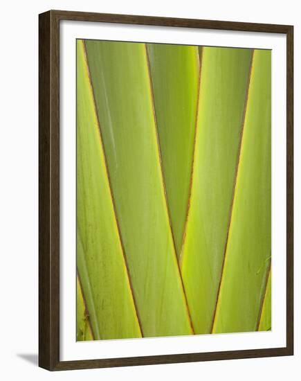 Palm Frond Pattern, Coral Coast, Viti Levu, Fiji, South Pacific-David Wall-Framed Premium Photographic Print