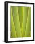 Palm Frond Pattern, Coral Coast, Viti Levu, Fiji, South Pacific-David Wall-Framed Photographic Print