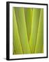 Palm Frond Pattern, Coral Coast, Viti Levu, Fiji, South Pacific-David Wall-Framed Photographic Print