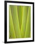 Palm Frond Pattern, Coral Coast, Viti Levu, Fiji, South Pacific-David Wall-Framed Photographic Print