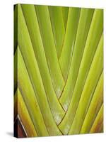 Palm Frond Pattern, Coral Coast, Viti Levu, Fiji, South Pacific-David Wall-Stretched Canvas