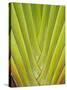 Palm Frond Pattern, Coral Coast, Viti Levu, Fiji, South Pacific-David Wall-Stretched Canvas