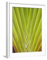 Palm Frond Pattern, Coral Coast, Viti Levu, Fiji, South Pacific-David Wall-Framed Photographic Print