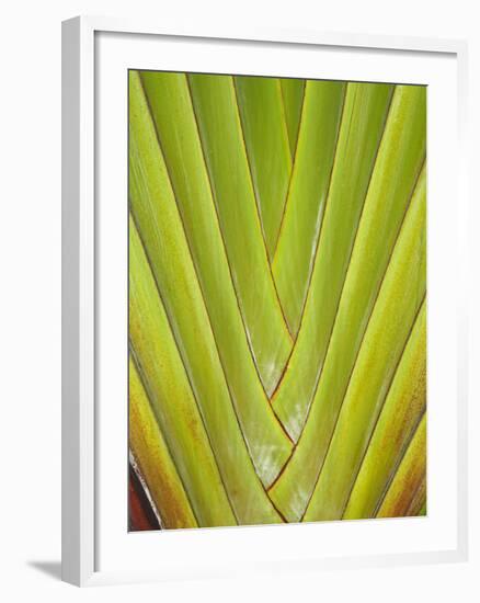 Palm Frond Pattern, Coral Coast, Viti Levu, Fiji, South Pacific-David Wall-Framed Photographic Print