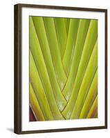 Palm Frond Pattern, Coral Coast, Viti Levu, Fiji, South Pacific-David Wall-Framed Photographic Print