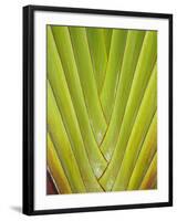Palm Frond Pattern, Coral Coast, Viti Levu, Fiji, South Pacific-David Wall-Framed Photographic Print