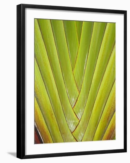 Palm Frond Pattern, Coral Coast, Viti Levu, Fiji, South Pacific-David Wall-Framed Photographic Print