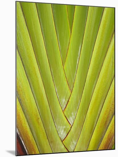 Palm Frond Pattern, Coral Coast, Viti Levu, Fiji, South Pacific-David Wall-Mounted Photographic Print