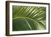 Palm Frond, Sausalito, Marin County, California-Anna Miller-Framed Photographic Print