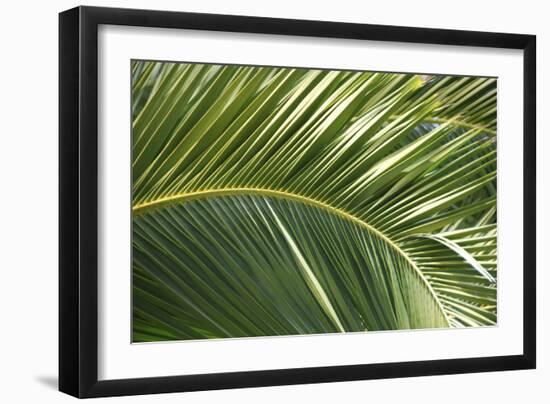 Palm Frond, Sausalito, Marin County, California-Anna Miller-Framed Photographic Print