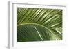 Palm Frond, Sausalito, Marin County, California-Anna Miller-Framed Photographic Print