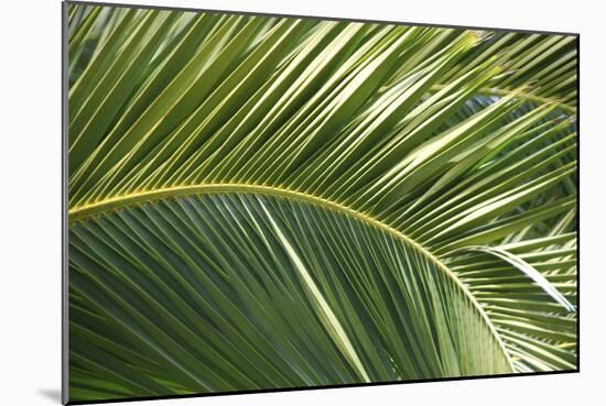 Palm Frond, Sausalito, Marin County, California-Anna Miller-Mounted Photographic Print