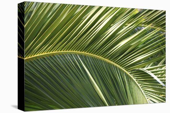 Palm Frond, Sausalito, Marin County, California-Anna Miller-Stretched Canvas