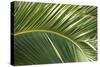 Palm Frond, Sausalito, Marin County, California-Anna Miller-Stretched Canvas