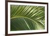 Palm Frond, Sausalito, Marin County, California-Anna Miller-Framed Photographic Print