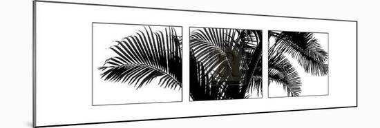 Palm Frond Triptych III-Bill Philip-Mounted Art Print