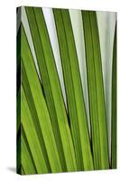 Palm Frond Valle De Mai National Park-null-Stretched Canvas