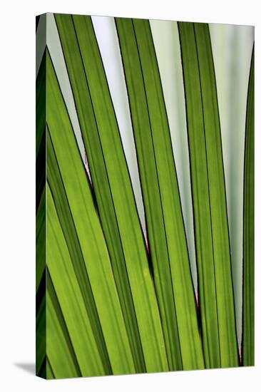 Palm Frond Valle De Mai National Park-null-Stretched Canvas