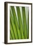 Palm Frond Valle De Mai National Park-null-Framed Photographic Print
